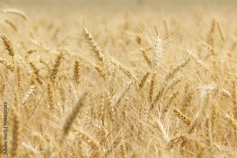 golden wheat field. Wheat field in sunny weather. Cereal field. Ripening and harvesting wheat. Grain fields. Bright illustration on the theme of hunger and problems with the export of grain. Harvestin golden wheat field. Wheat field in sunny weather. Cereal field. Ripening and harvesting wheat. Grain fields. Bright illustration on the theme of hunger and problems with the export of grain. Harvestin