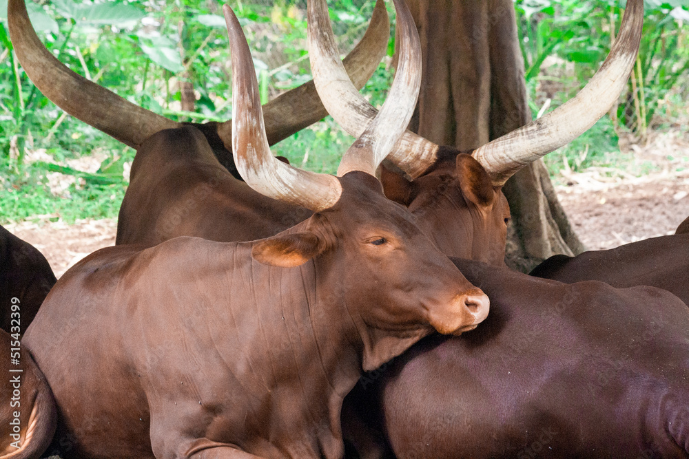 Taman Safari Zoo Animals