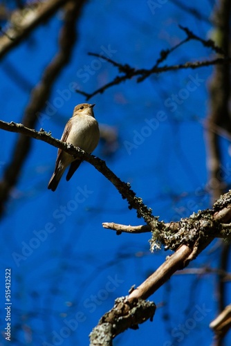 Low angle shot of isabelline shrike (lanius isabellinus) perched on a tree branch photo