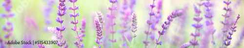 Natural floral background - summer wild flowers in nature  panoramic view of macro