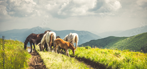 Horses graze on clean meadows. photo