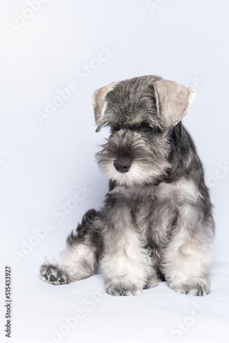 White-gray schnauzer dog sits and looks down on a white background, vertical frame. Sad puppy miniature schnauzer. Close-up portrait of a dog on a white background.