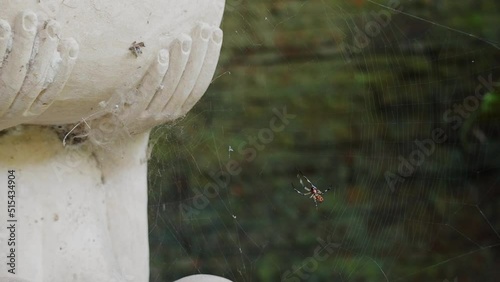 Beautiful shot of a Argyrodes spider weaving a web photo