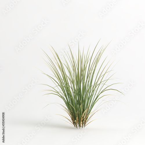 3d illustration of reed isolated on white background