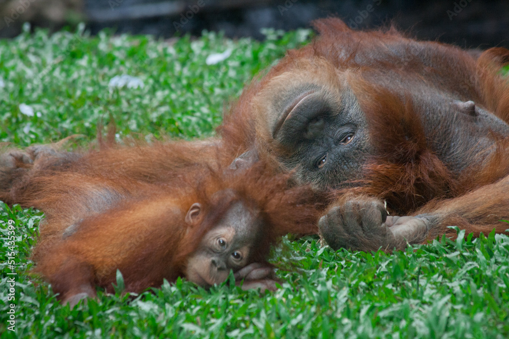 Baby Orang Utan at Taman Safari Zoo, Indonesia Baby Orang Utan at Taman Safari Zoo, Indonesia