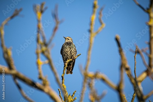 Bird resting on a branch photo