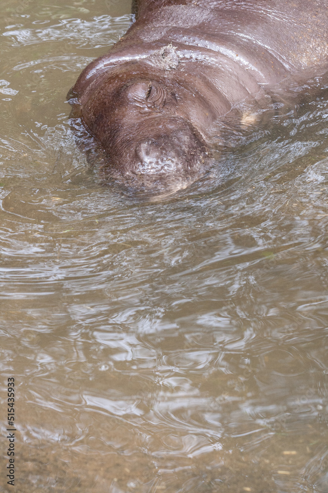 Fototapeta premium Taman Safari Zoo Animals