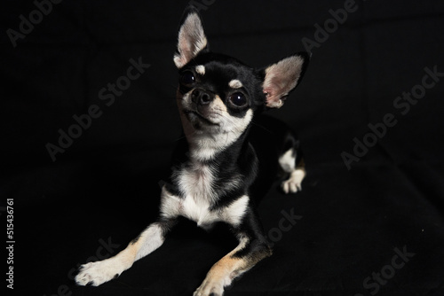 Fototapeta Naklejka Na Ścianę i Meble -  Chihuahua tumbado