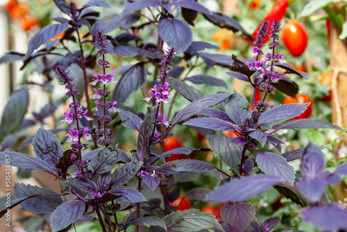 Purple leaves and flowers of basil close up photo