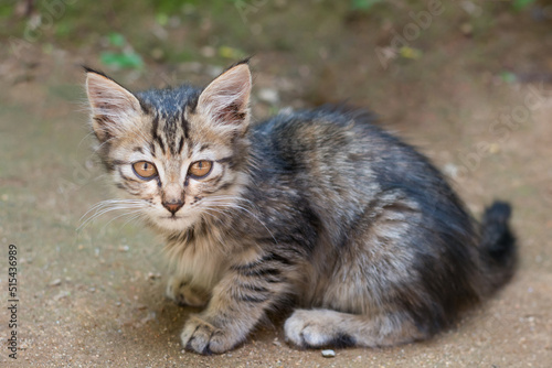 gray kitten sitting outdoor, striped young cat, taken in shallow depth of field