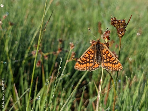 Closeup shot of a marsh fritillary (Euphydryas aurinia) butterfly sitting on a plant in a field photo