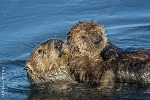 A mother sea otter and her precious pup. © Craig