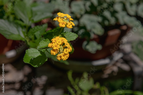 Two Yellow Flowers and Leaves Background