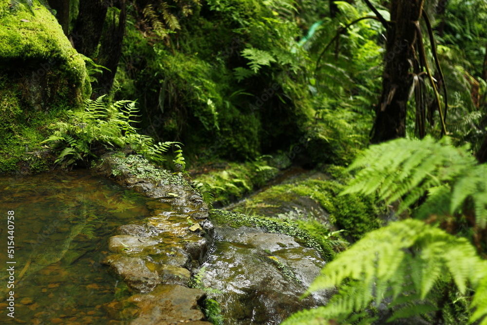 Natural pools inside Azores forest, Sao Miguel, Portugal Natural pools inside Azores forest, Sao Miguel, Portugal