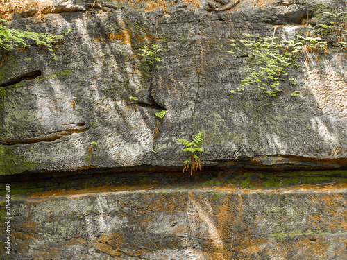 New growth emerging from cracked old rock at The Edge, Alderly Edge, Cheshire photo