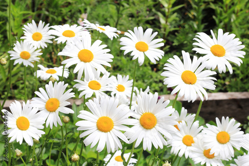 White chamomile flowers outdoors in the garden. Blooming chamomile field.