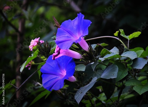 Closeup shot of beautiful purple morning glory (Ipomoea purpurea) flowers blooming in a garden photo