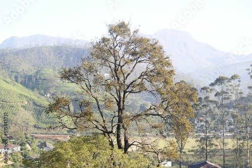 View of tall trees in a village with high forested moutains