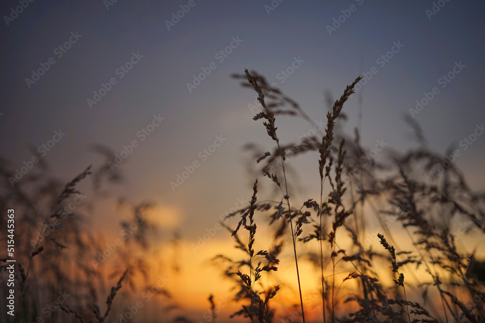 Fototapeta premium Summer grass at sunset. Flowers silhouette against orange sky