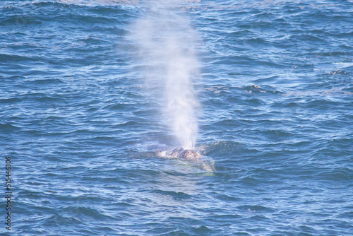 Photography Grey Whale