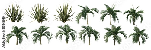 Tropical plants and trees on a white background © jomphon