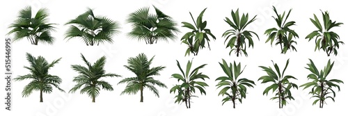 Tropical plants and trees on a white background