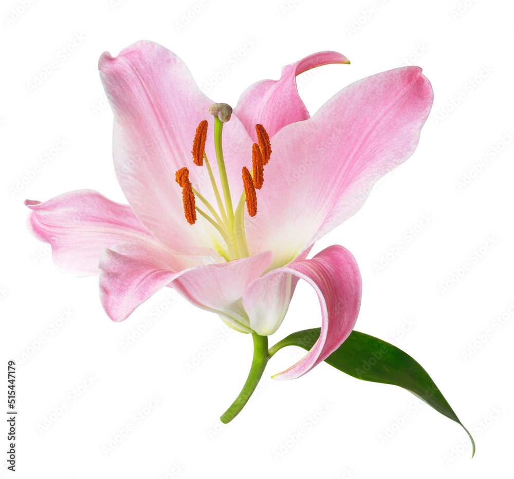 Pink lily flower isolated on white background.