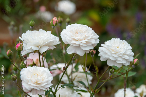 beautiful white roses blooming in the sunmer photo