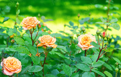Beautiful flowers, pink roses in the garden.