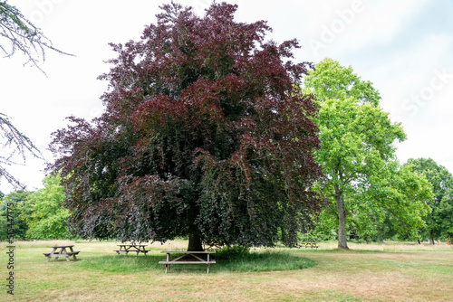 beautiful copper beech tree with purple leaves surrounded by picnic tables in the countryside photo