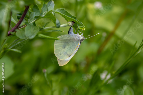 large white butterfly closed wings hanging upside down with a blurred green background