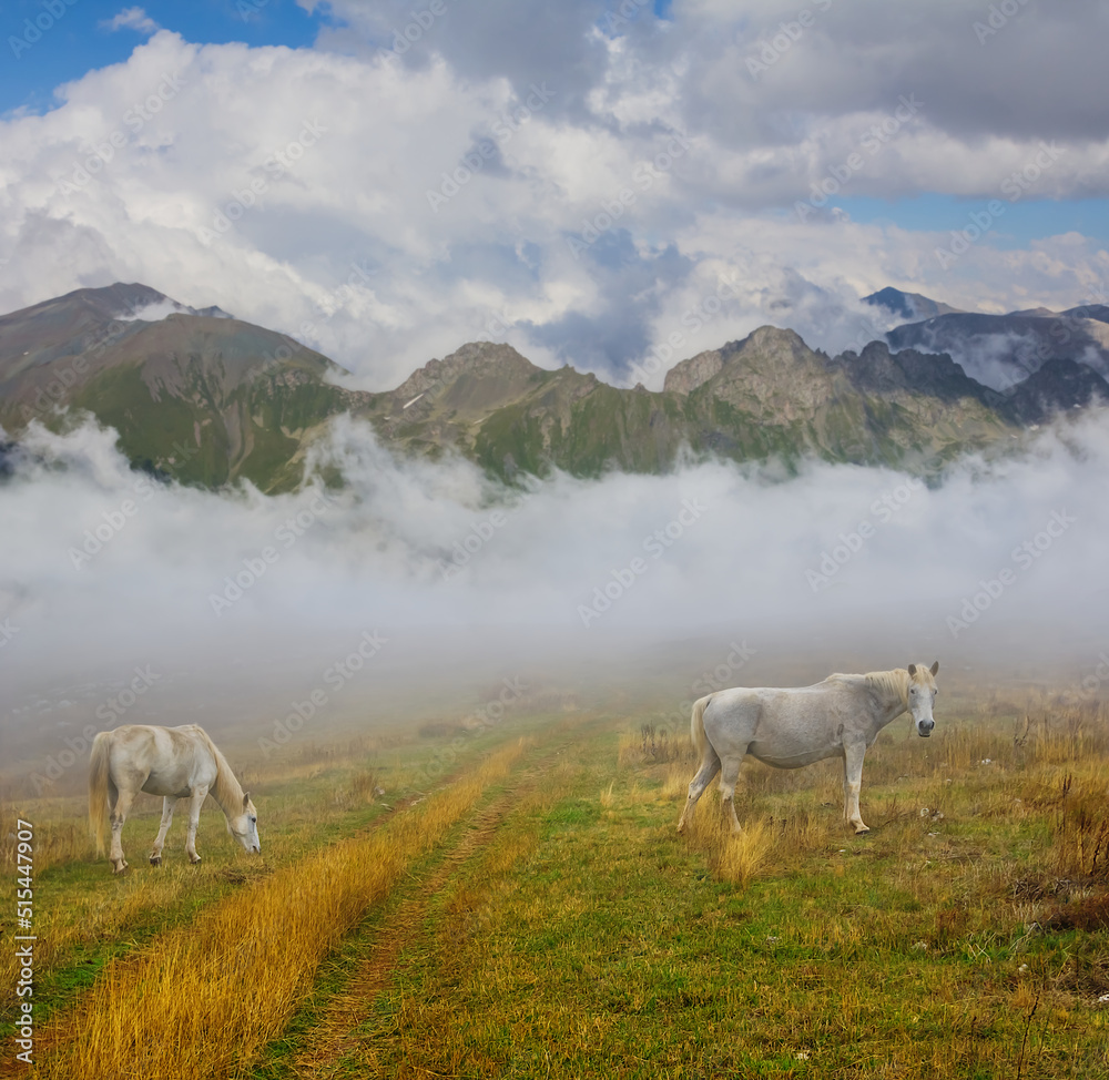 white horses graze on mountain pasture