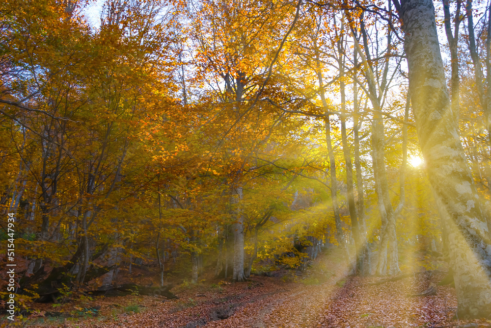 autumn forest in light of sparkle sun