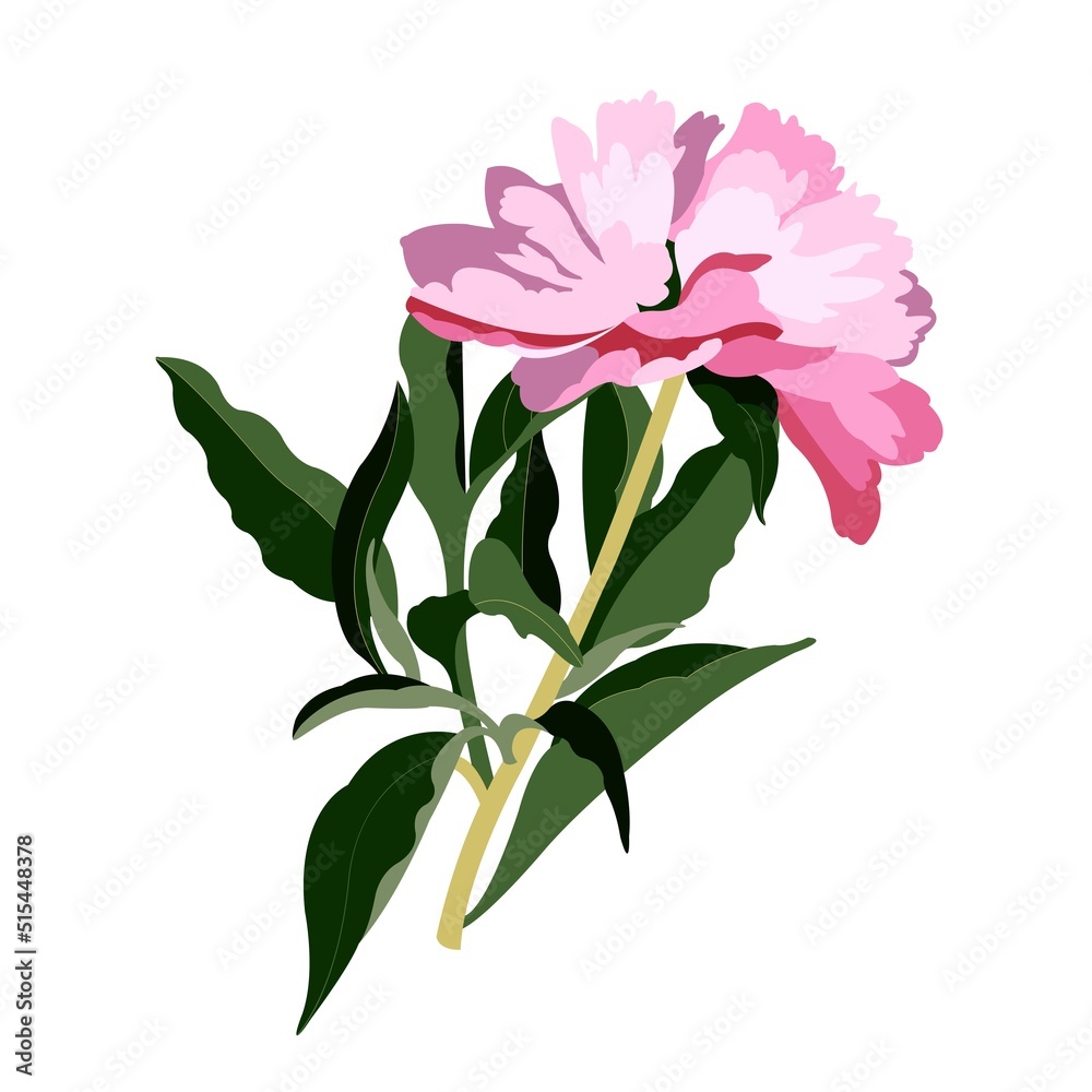 Peony. Spring Flower. Vector, color illustration.