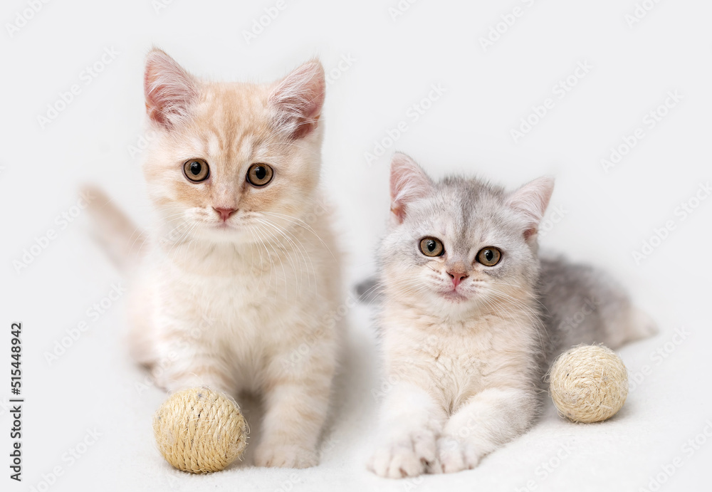 British shorthair kitten. Animal background.