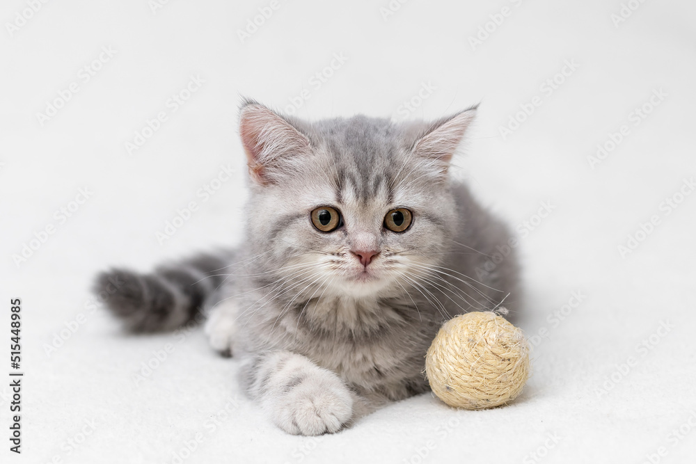 British shorthair kitten. Animal background. British shorthair kitten. Animal background.