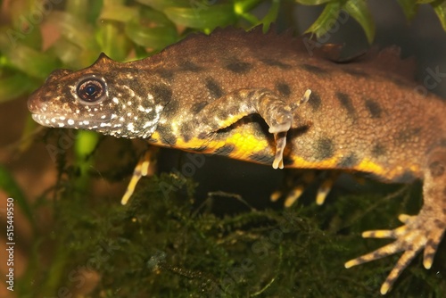 Closeup on an aquatic male Italian crested newt, Triturus carnifex photo