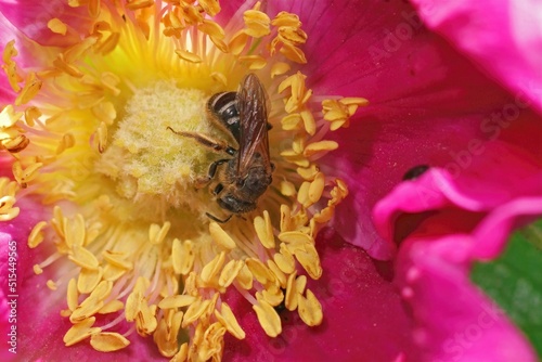 Colorful closeup on a common female Bull-headed furrow bee, Lasioglossum zonulum Rosa rugosa photo