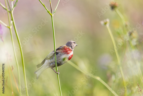 Obraz na plátne common linnet