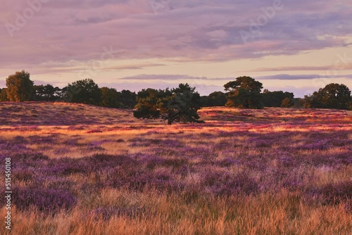 Fototapeta Sunset in the blooming heath
