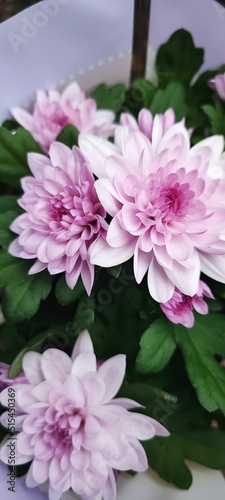 Closeup vertical shot of a pink chrysanthemum single-headed rosanna flower bouquet photo