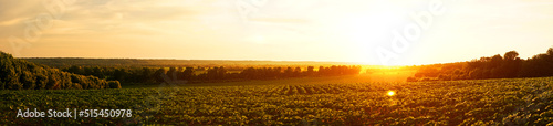Panoramic view of the sunset in the field, Ukraine