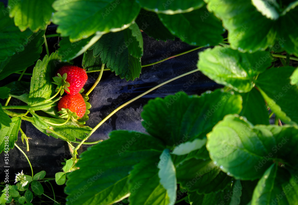 Ripe juicy strawberries in the summer garden. Ripe juicy strawberries in the summer garden.
