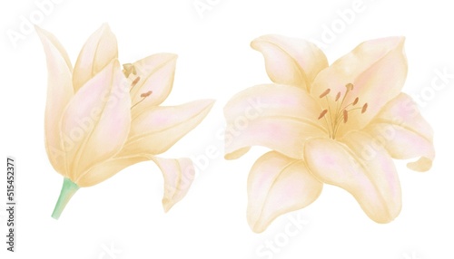 Illustrations of yellow lily flowers on a white background isolated decorative elements