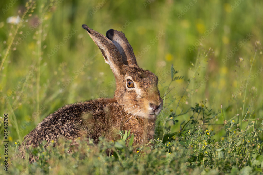 Fototapeta premium rabbit in the grass