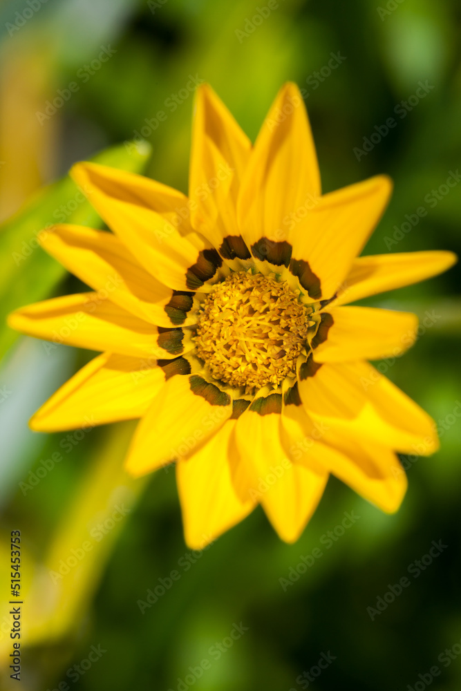 A close-up photo of a yellow rudbeckia flower on a dark background