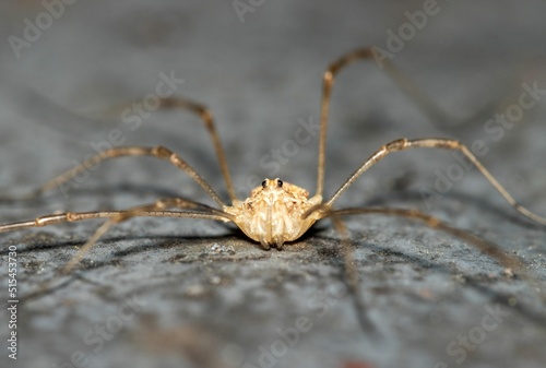 Closeup of a creepy scary daddy longlegs or harvestman at Main Botanical Garden in Moscow photo