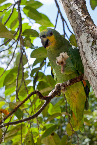 parrot perched on a tree eating