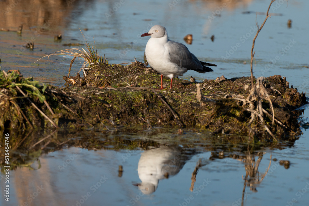 Mouette à tête grise,.Chroicocephalus cirrocephalus, Grey headed Gull Mouette à tête grise,.Chroicocephalus cirrocephalus, Grey headed Gull