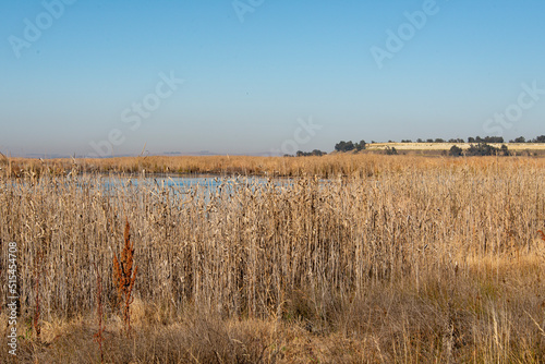 Marievale Bird Sanctuary  Nigel  Afrique du Sud